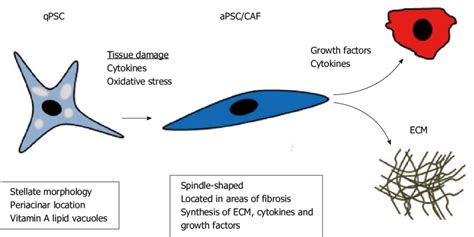 Activation Of Quiescent Pancreatic Stellate Cells In Pancreatic Cancer