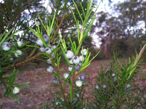 Austromyrtus Dulcis X Tenuifolia ‘copper Tops Midyim Gardening