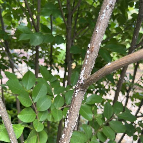 What is Crepe Myrtle Bark Scale? – Sapulpa Times