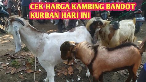 Cek Harga Kambing Bandot Kurban Hari Ini Youtube