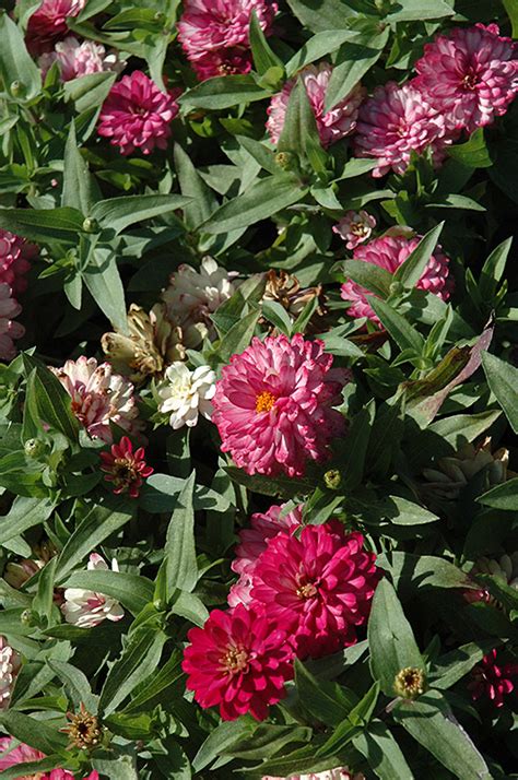 Zahara Double Strawberry Zinnia (Zinnia 'Zahara Double Strawberry') in Kansas City Overland Park ...