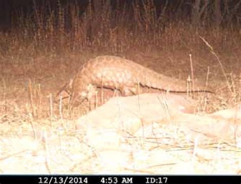 Camera Trap Photograph Of Indian Pangolin In Mukundara Hills Tiger