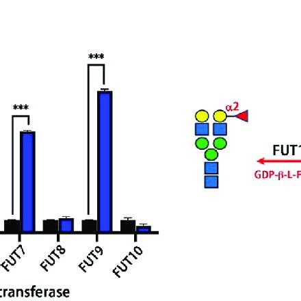 Schematic Diagram Of Determination Of Fucosylation Linkage Using