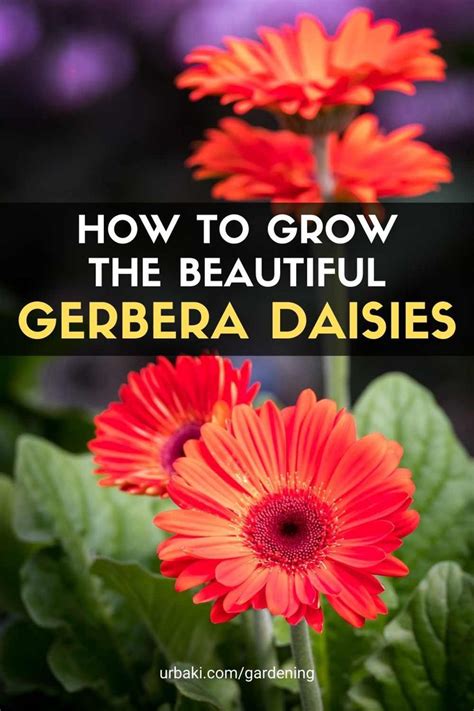 How To Grow The Beautiful Gerbera Daisies Gerbera Gerbera Daisy