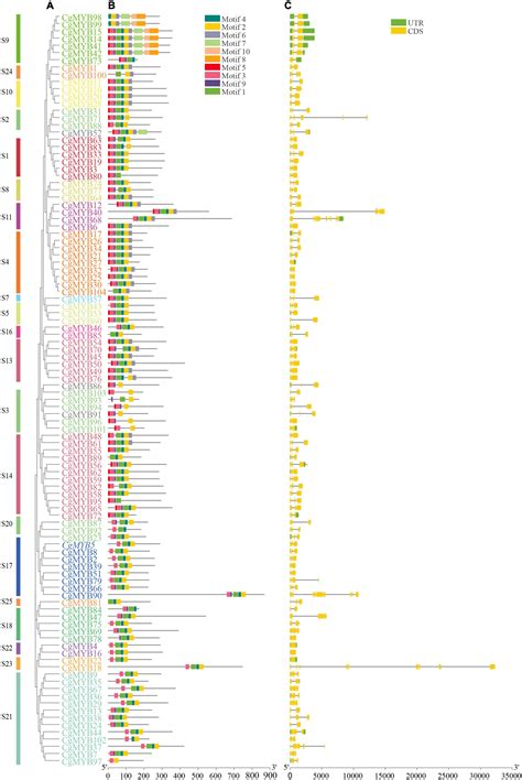 Frontiers | Genome-wide identification and analysis of anthocyanin ...