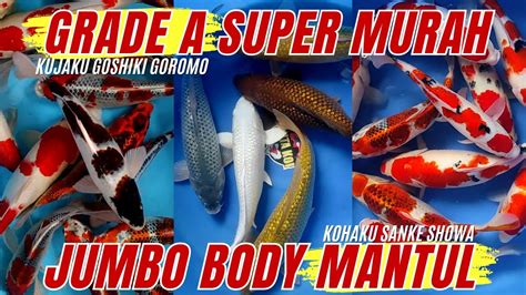 WEEKEND SPECIAL STOCK KOI GRADE A SUPER MURAH BURUAN SIZE JUMBO