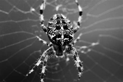 9 Species Of Black And White Spiders In Texas Nature Blog Network