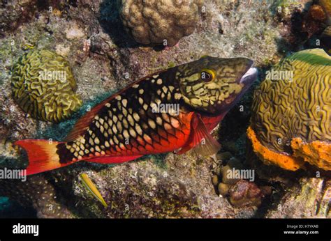 Stoplight Parrotfish Sparisoma Viride Bonaire Netherlands Antilles