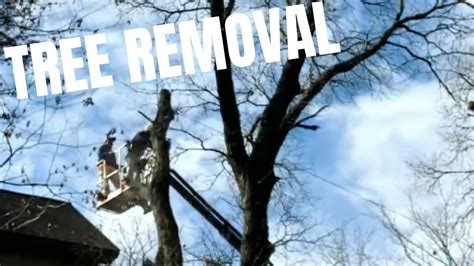 Dangerous Tree Removal Youtube