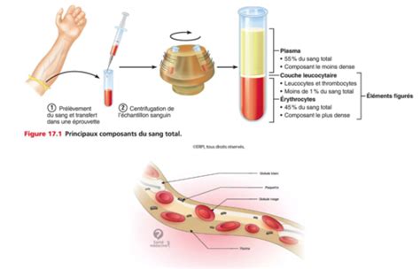 Chapitre Le Syst Me Cardiovasculaire Partie Le Sang Flashcards