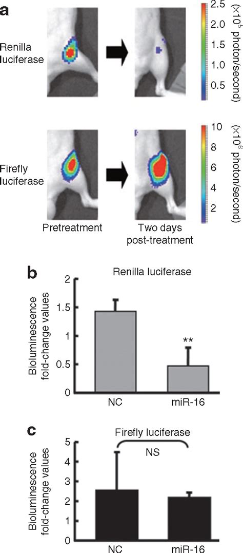 Systemic Delivery Of Synthetic MicroRNA 16 Inhibits The Growth Of