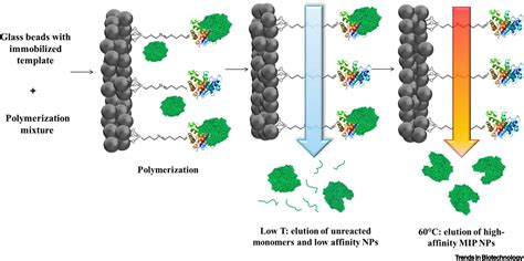 Molecularly Imprinted Polymers For Cell Recognition Trends In