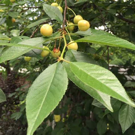 Que Sont Les Cerises Jaunes En Savoir Plus Sur La Culture Des