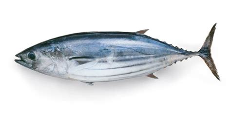 Bonito Fish Recipes