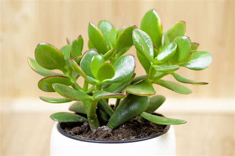 Indoor Money Tree Plant Care Feng Shui Good Luck Plants Storables