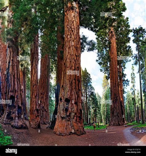 Giant Sequoia Sequoiadendron Giganteum In Front A Visitor Giant