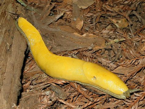 Banana Slug Ariolimax Phylum Facts