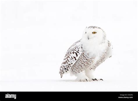 Snowy Owl Nyctea Scandiaca Female Standing On Snow Stock Photo Alamy