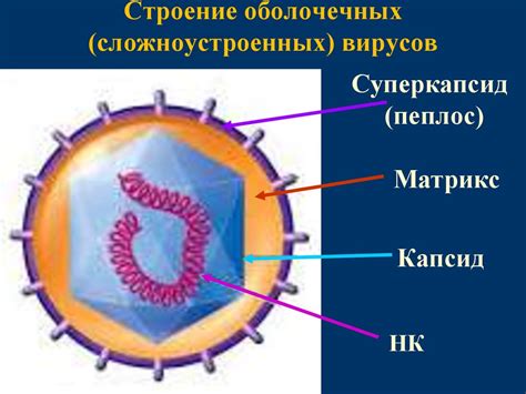 Вирусы. Взаимодействие вируса с клеткой. Культивирование вирусов ...