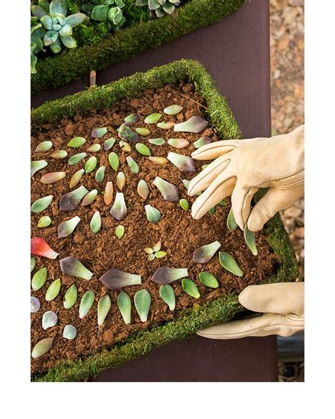 Supermoss Round Propagation Tray