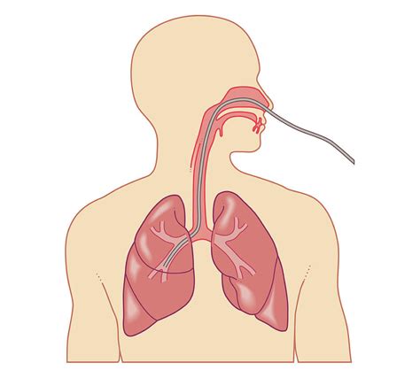 Cross Section Biomedical Illustration By Dorling Kindersley