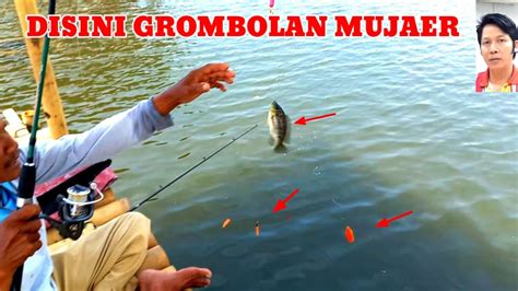 Mancing Di Sarang Mujaer Nila Youtube