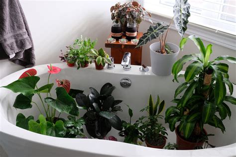 How To Water Indoor Plants Without Making A Mess - Smart Garden Guide