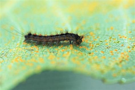 Spores, please! Gypsy moth larvae love poplar leaves infected by fungi