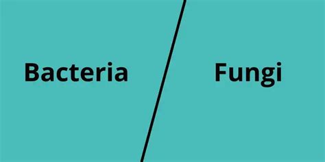 Difference Between Bacteria And Fungi The Difference Between