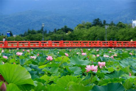 高田城址公園 【公式】上越観光navi 歴史と自然に出会うまち、新潟県上越市公式観光情報サイト