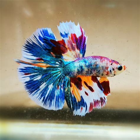 Beautiful Betta Fancy Halfmoon Male Betta Fish Betta Aquarium Pet