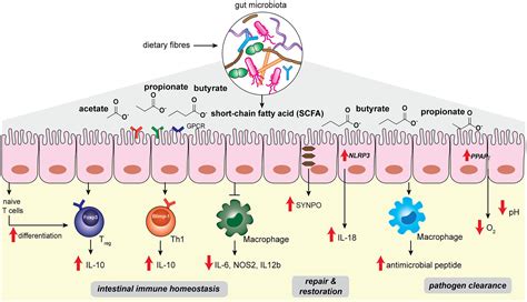 Frontiers Messengers From The Gut Gut Microbiota Derived Metabolites