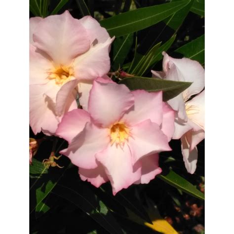 Laurier Rose Provence Nerium Oleander Arbuste Persistant Grandes