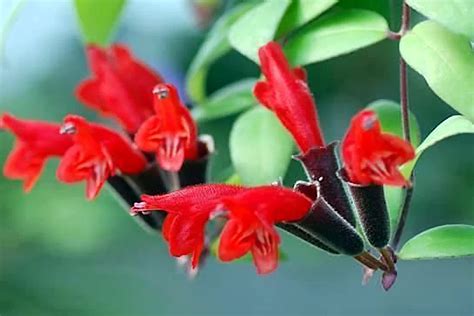 Nurturing and Caring for Your Lipstick Plant (Aeschynanthus): The Key ...