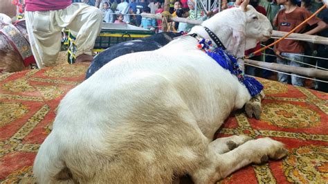 Biggest Bakra In Karachi Giant Goats Bakra Eid 2021