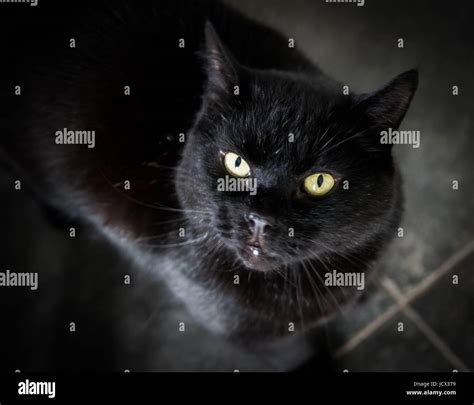 Black British Shorthair High Resolution Stock Photography and Images - Alamy