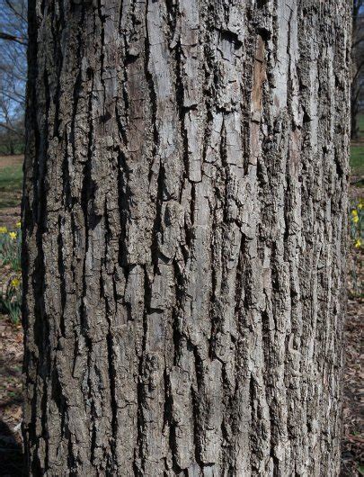 American Basswood Tilia Americana