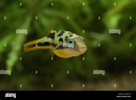 Carinotetraodon Travancoricus Dwarf Pufferfish Swimming In Aquarium