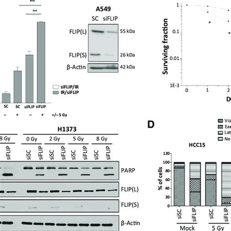 The Pan HDAC Inhibitor Vorinostat SAHA Downregulates FLIP And