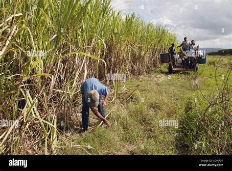 Man Weeding And Oxen Pulling Workers On A Cart On Sugar Plantation At