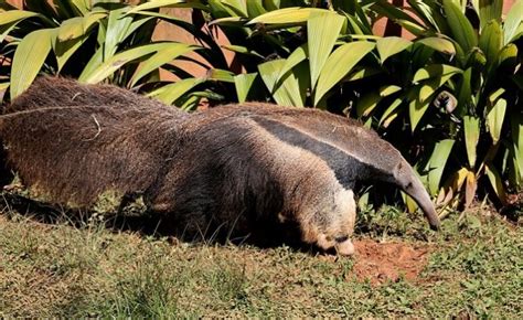 Anteater Spirit Animal Totem Symbolism And Meaning