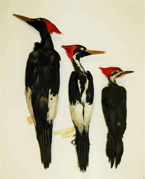 Ivory Billed Woodpecker Ibwfound As It Happens Ivory Billed Woodpecker