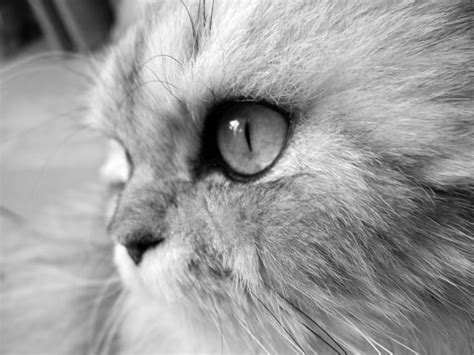 Free Picture Persian Cat Eye Portrait Cute Animal Kitty Feline