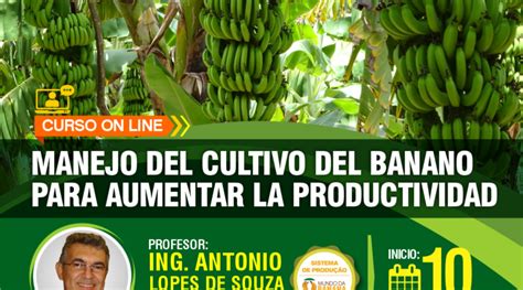 Curso Online Manejo Del Cultivo Del Banano Para Aumentar La