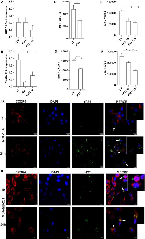 Frontiers The Recombinant Protein Based On Trypanosoma Cruzi P21