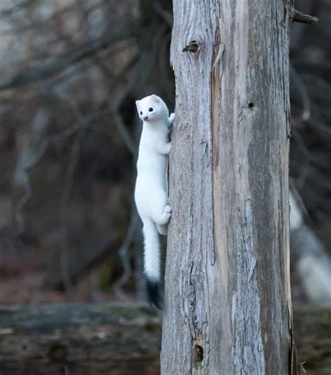 Ermine Pictures - AZ Animals