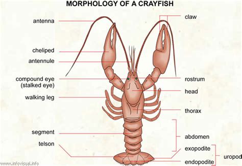 Crayfish Dissection Lab Companion