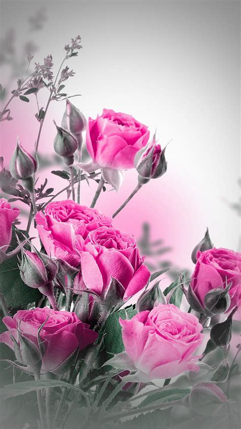 Roses, bonito, floral, flowers, nature, pink, romance, romantic, HD phone wallpaper | Peakpx