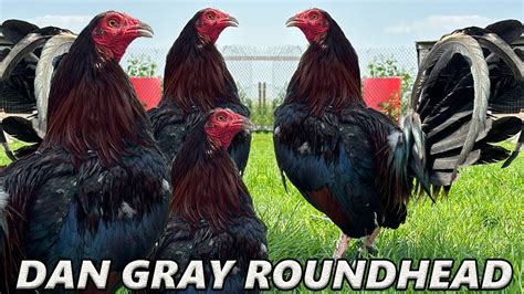 Tony Mtz Red Newark Farm Beautiful Birds Dan Gray Roundhead Asil Kelso