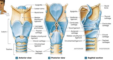 Larynx Diagram Quizlet